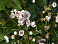 Crataegus monogyna IMG_6703 Głóg jednoszyjkowy